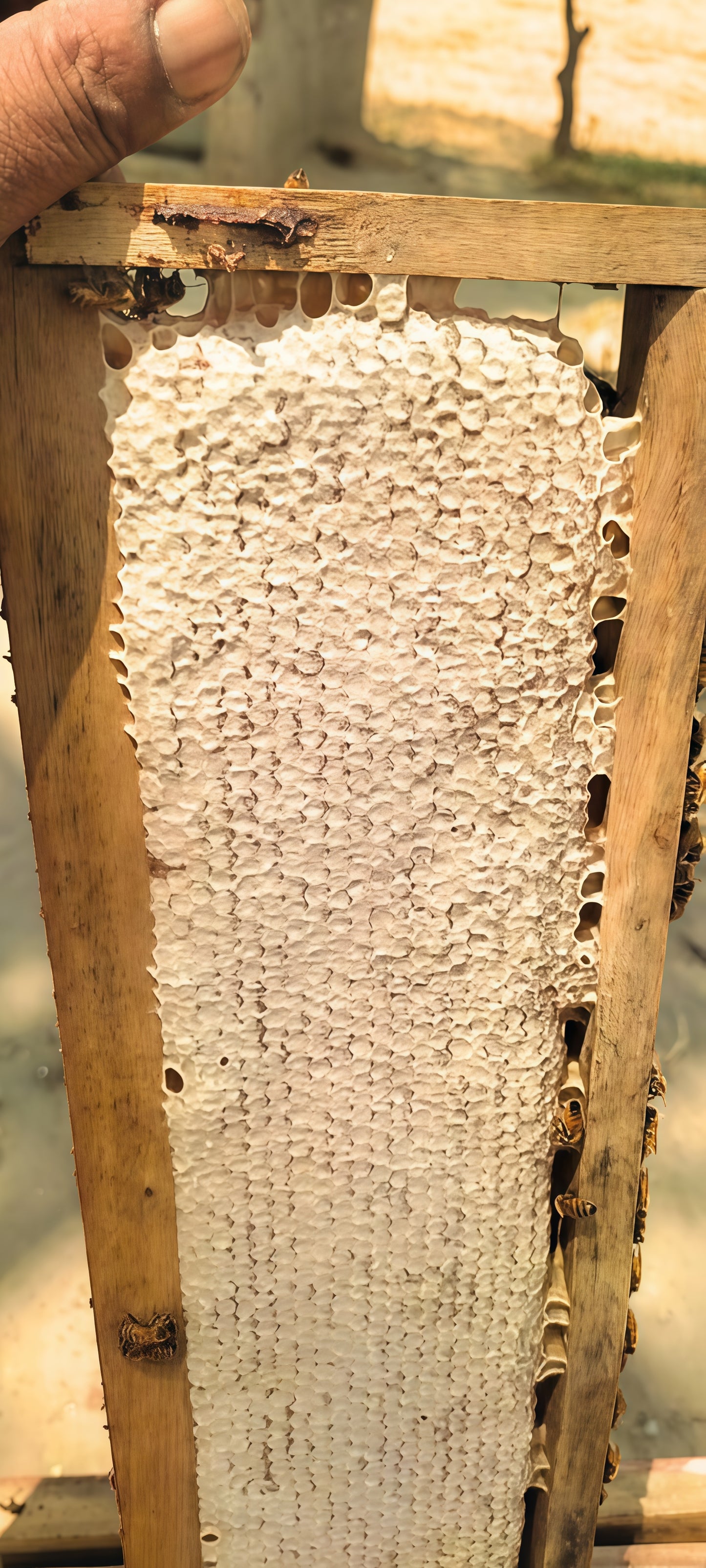 Honey Comb